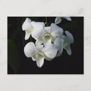 Carte postale Orchidée blanche