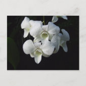 Carte postale Orchidée blanche (Devant)