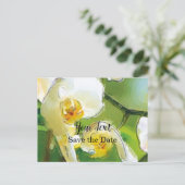 Carte Postale Orchidee blanche | (Debout devant)