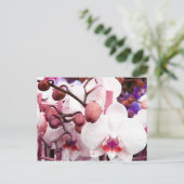 carte postale orchidée blanche (Debout devant)