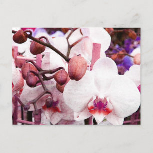 carte postale orchidée blanche