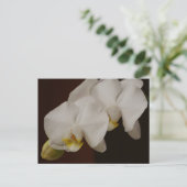 Carte postale Orchidée Blanche (Debout devant)
