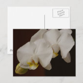 Carte postale Orchidée Blanche (Devant / Derrière)
