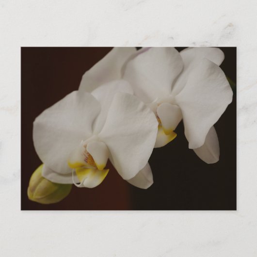 Carte postale Orchidée Blanche (Devant)