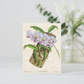 Carte Postale Orchidée blanche Aganisia Vintage Botanique (Debout devant)