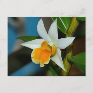 Carte postale Orchidée blanche et pêche