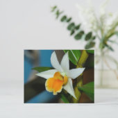 Carte postale Orchidée blanche et pêche (Debout devant)