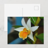 Carte postale Orchidée blanche et pêche (Devant / Derrière)