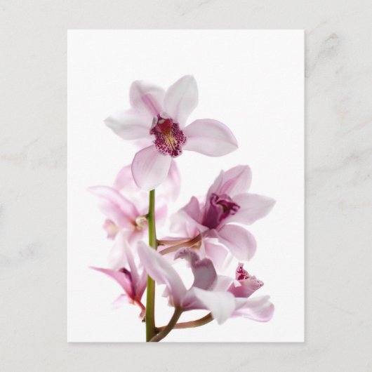 Carte Postale Orchidée blanche et rose (Devant)