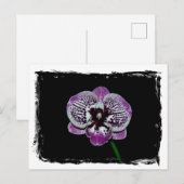 Carte Postale Orchidée blanche et violette (Devant / Derrière)