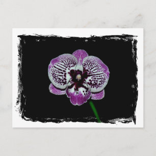 Carte Postale Orchidée blanche et violette