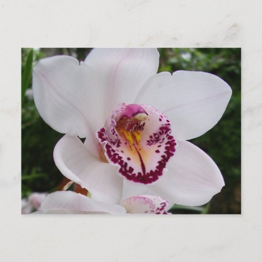 Carte Postale Orchidée Blanche I Belle Fleur Tropicale (Devant)