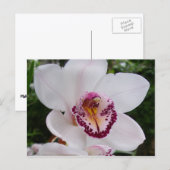 Carte Postale Orchidée Blanche I Belle Fleur Tropicale (Devant / Derrière)
