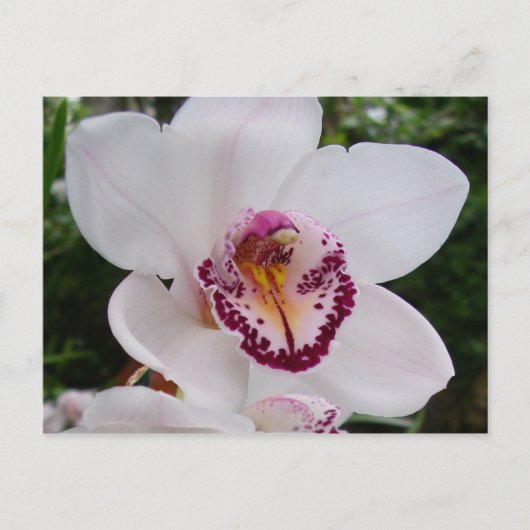 Carte Postale Orchidée Blanche I Belle Fleur Tropicale (Devant)