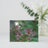 Carte Postale Orchidée blanche rayée violette rose comme lys de  (Debout devant)