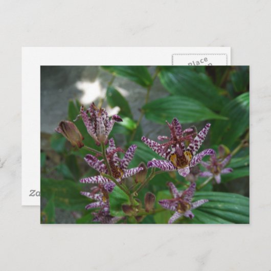 Carte Postale Orchidée blanche rayée violette rose comme lys de (Devant / Derrière)