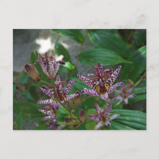 Carte Postale Orchidée blanche rayée violette rose comme lys de  (Devant)