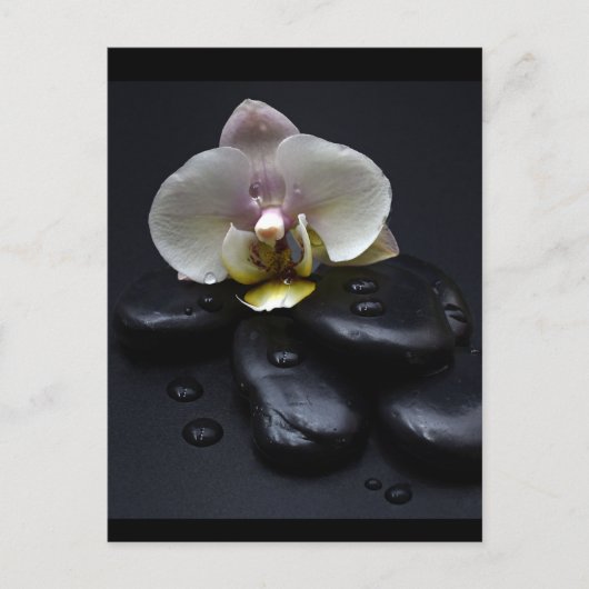 Carte Postale Orchidée Blanche Sur Pierres Noires (Devant)