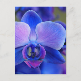 Carte Postale Orchidée bleue et rose