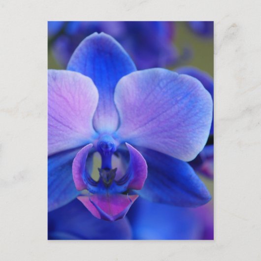 Carte Postale Orchidée bleue et rose (Devant)