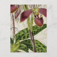 orchidée botanique tropicale française romantique