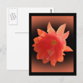 Carte Postale Orchidée Cactus - Epiphyllum Ackermannii - Blossom (Devant / Derrière)