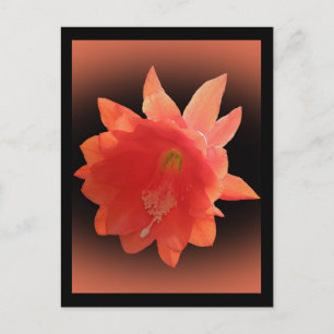 Carte Postale Orchidée Cactus - Epiphyllum Ackermannii - Blossom