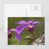 Carte Postale Orchidée Cattleya violette Cattleya violacea) (Devant / Derrière)