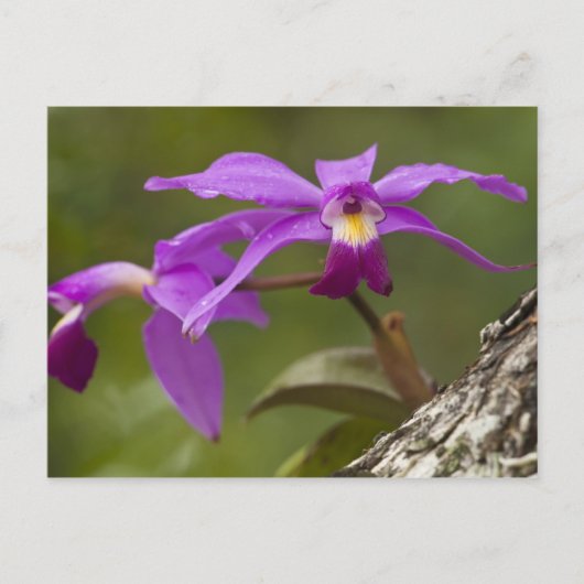 Carte Postale Orchidée Cattleya violette Cattleya violacea) (Devant)