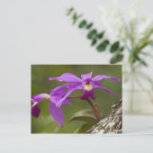 Carte Postale Orchidée Cattleya violette Cattleya violacea) (Debout devant)