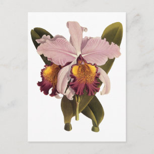 Carte Postale Orchidée Cattleya Violette Vintage, Fleurs Tropica