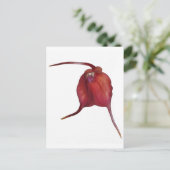 Carte Postale Orchidée coquine (Debout devant)