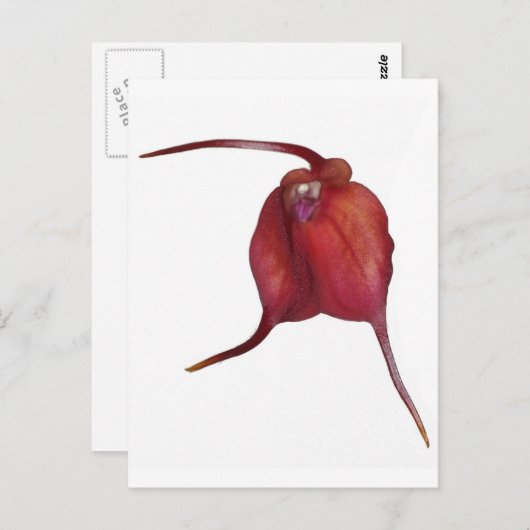 Carte Postale Orchidée coquine (Devant / Derrière)