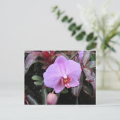 Carte Postale Orchidée dans le jardin (Debout devant)