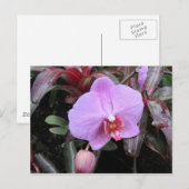 Carte Postale Orchidée dans le jardin (Devant / Derrière)