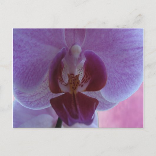 Carte Postale Orchidée de couleur indienne (Devant)