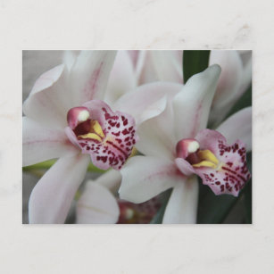 Carte Postale Orchidée de Cymbidium