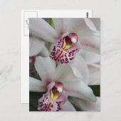 Carte Postale Orchidée de Cymbidium (Devant / Derrière)