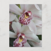 Carte Postale Orchidée de Cymbidium (Devant)