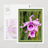 Carte Postale Orchidée de lavande (Devant / Derrière)