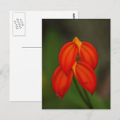 Carte Postale Orchidée de Masdevallia ignea (Devant / Derrière)