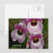 Carte postale - Orchidée de Pansy (Devant / Derrière)