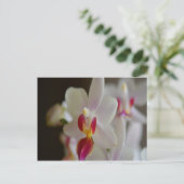 Carte Postale Orchidée de Phalaenopsis (Debout devant)