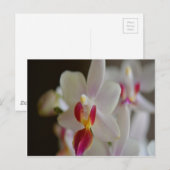 Carte Postale Orchidée de Phalaenopsis (Devant / Derrière)
