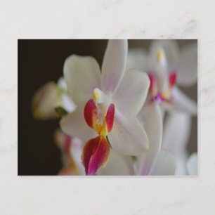 Carte Postale Orchidée de Phalaenopsis