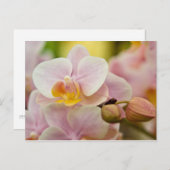 Carte Postale Orchidée de Phalaenopsis (Devant / Derrière)