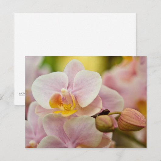 Carte Postale Orchidée de Phalaenopsis (Devant / Derrière)