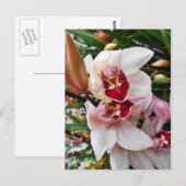 Carte Postale Orchidée de Phalaenopsis blanc et rose (Devant / Derrière)
