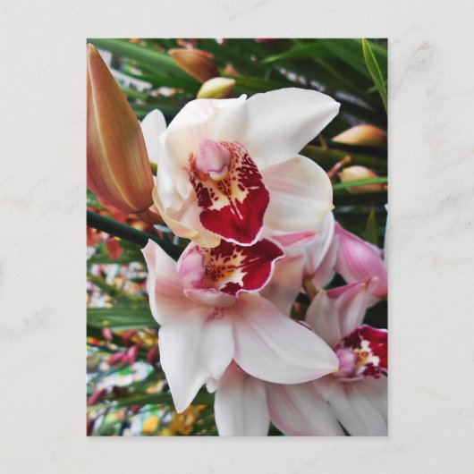 Carte Postale Orchidée de Phalaenopsis blanc et rose (Devant)