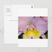 Carte Postale Orchidée de printemps (Devant / Derrière)
